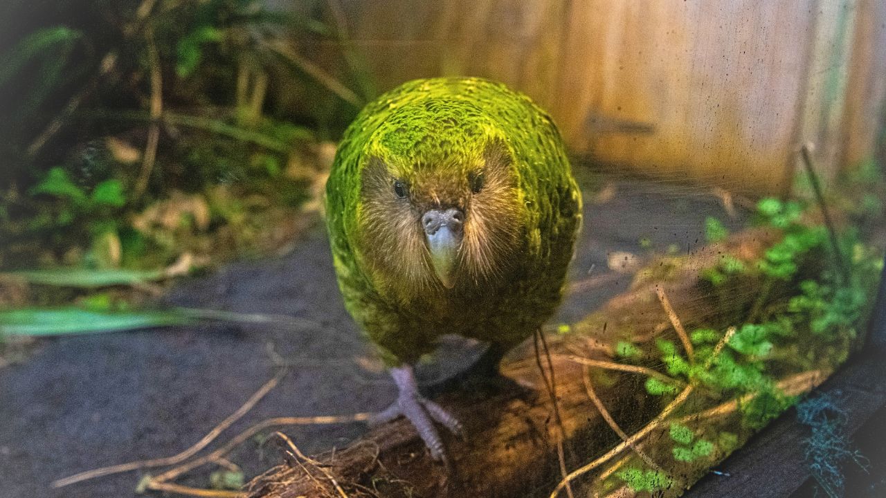 Kākāpō, o papagaio mais pesado do mundo, tem 90 filhotes em uma temporada - Aventuras na História