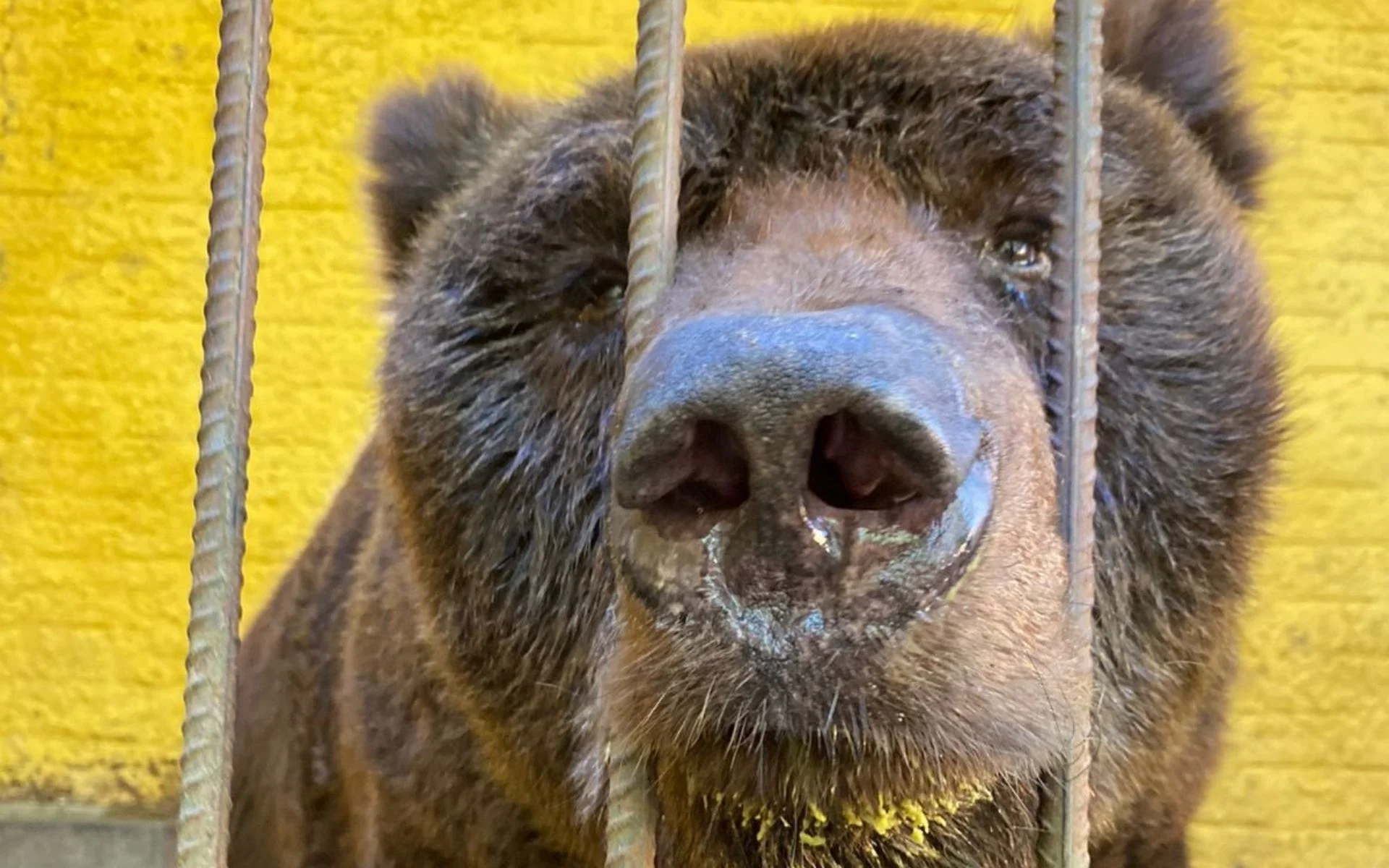 Adeus, Charles: Morre o último urso-pardo do Rio Grande do Sul abc+