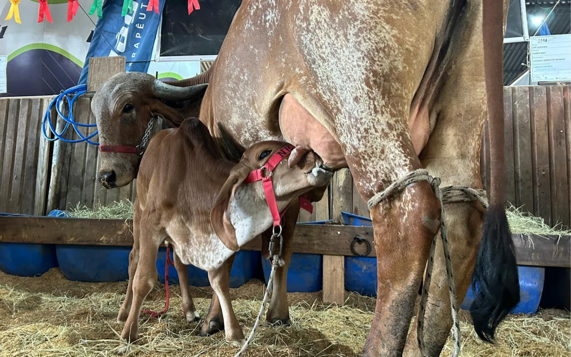 Cabanha de Lomba Grande volta da Expointer com três destaques e mira voos ainda maiores abc+