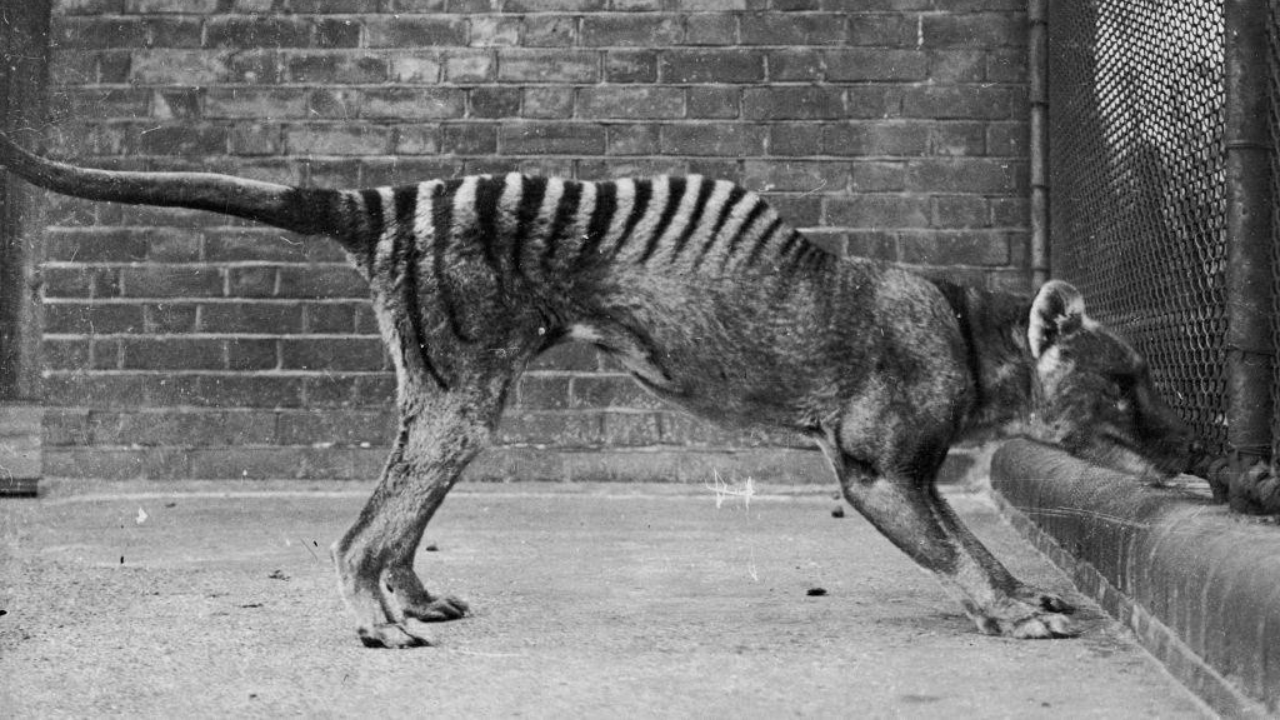 Tigres-da-tasmânia foram mortos por humanos, mas nem comiam gado - Aventuras na História