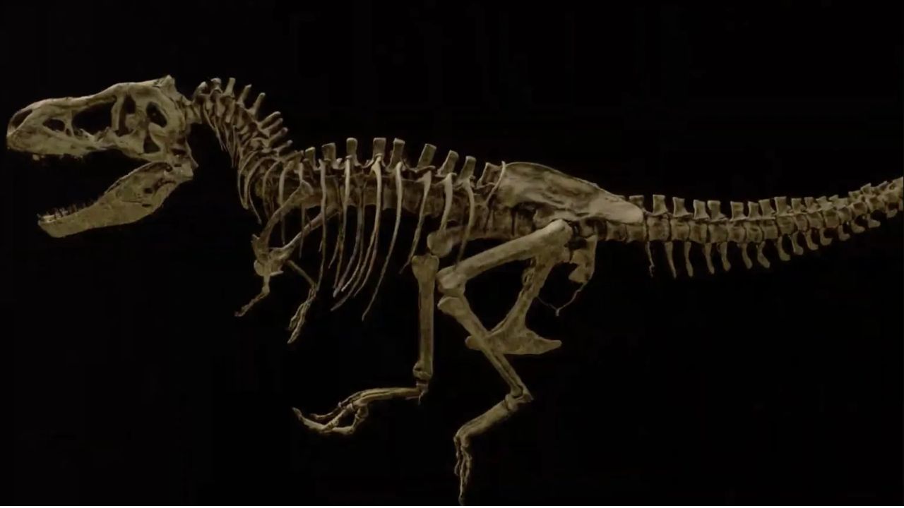 Tecido fossilizado revela que o maior T. rex conhecido morreu por costela quebrada - Aventuras na História