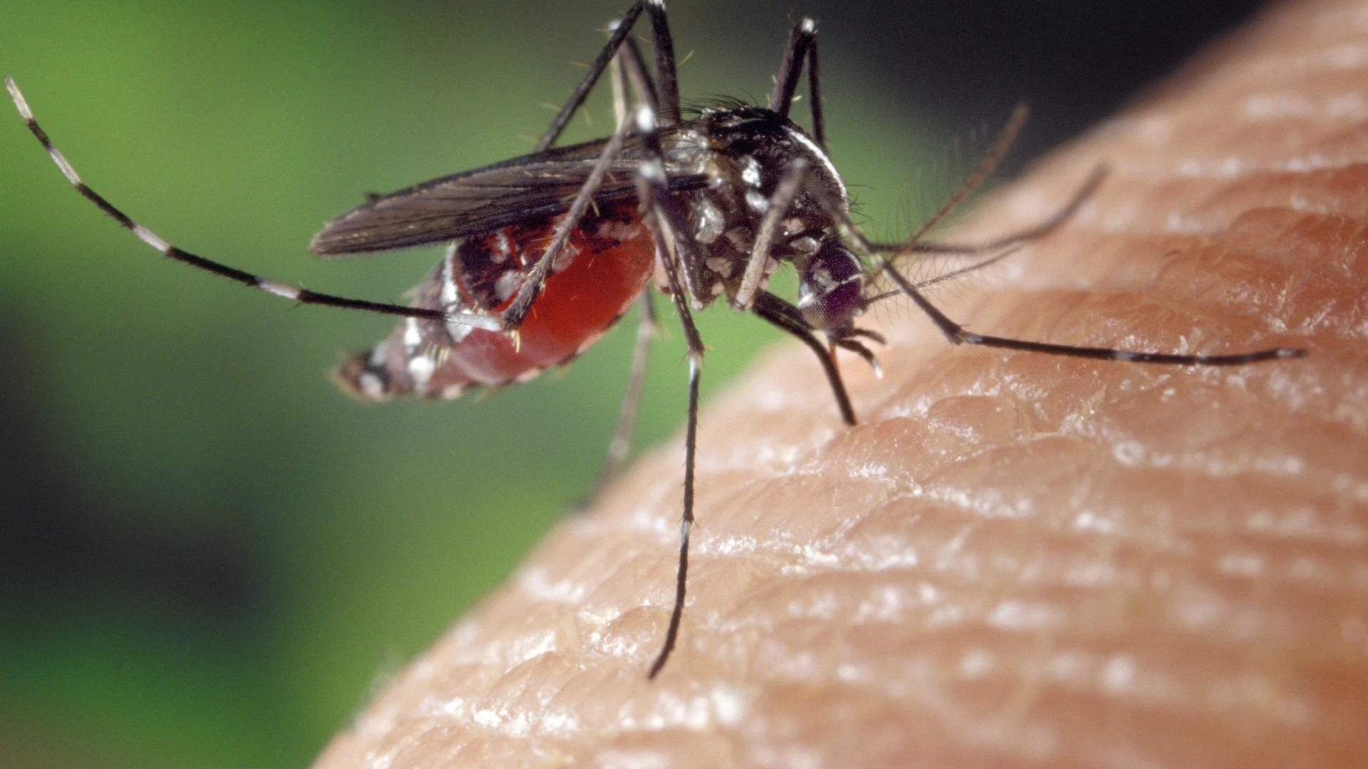 São Paulo tem mais de 58.000 casos de dengue e 42 mortes em 2026