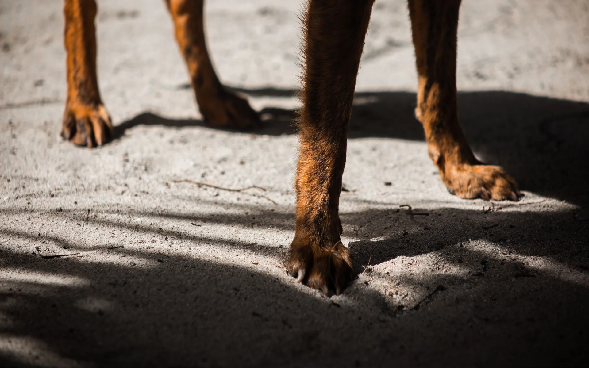 Ataque de três pitbulls mata homem no RS e reacende alerta: Veja como evitar e se proteger de mordidas abc+