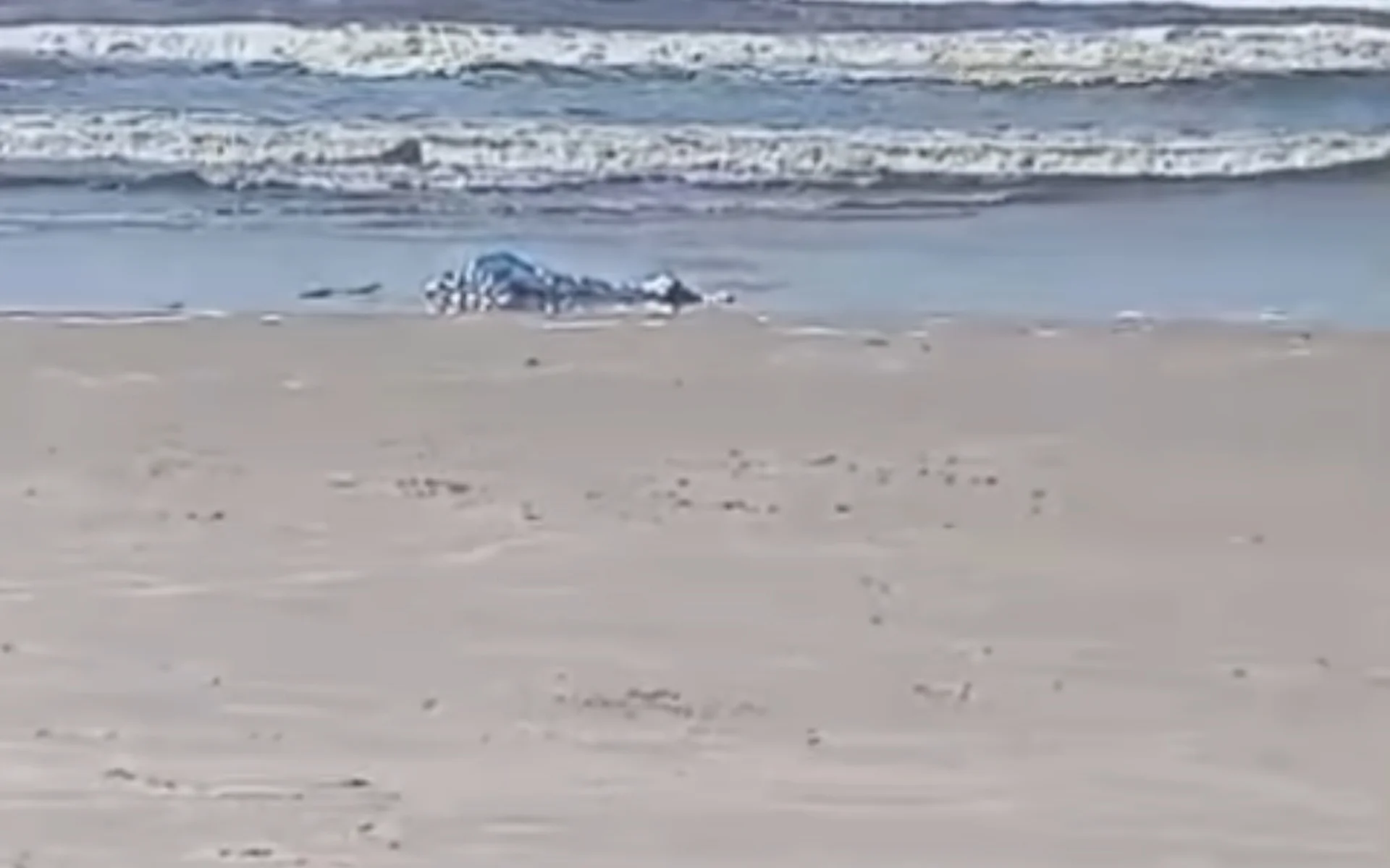 Escaparam do pátio : Identificado homem atacado e morto por 3 cães da raça pitbull no litoral norte abc+