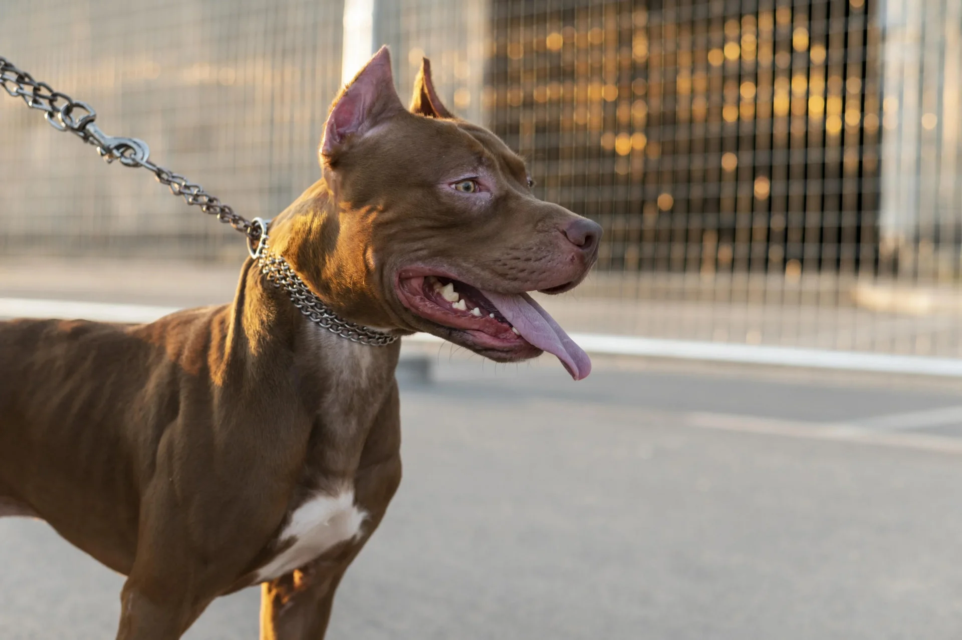 Cachorros da raça pitbull matam duas pessoas em pouco mais de um mês no litoral norte abc+