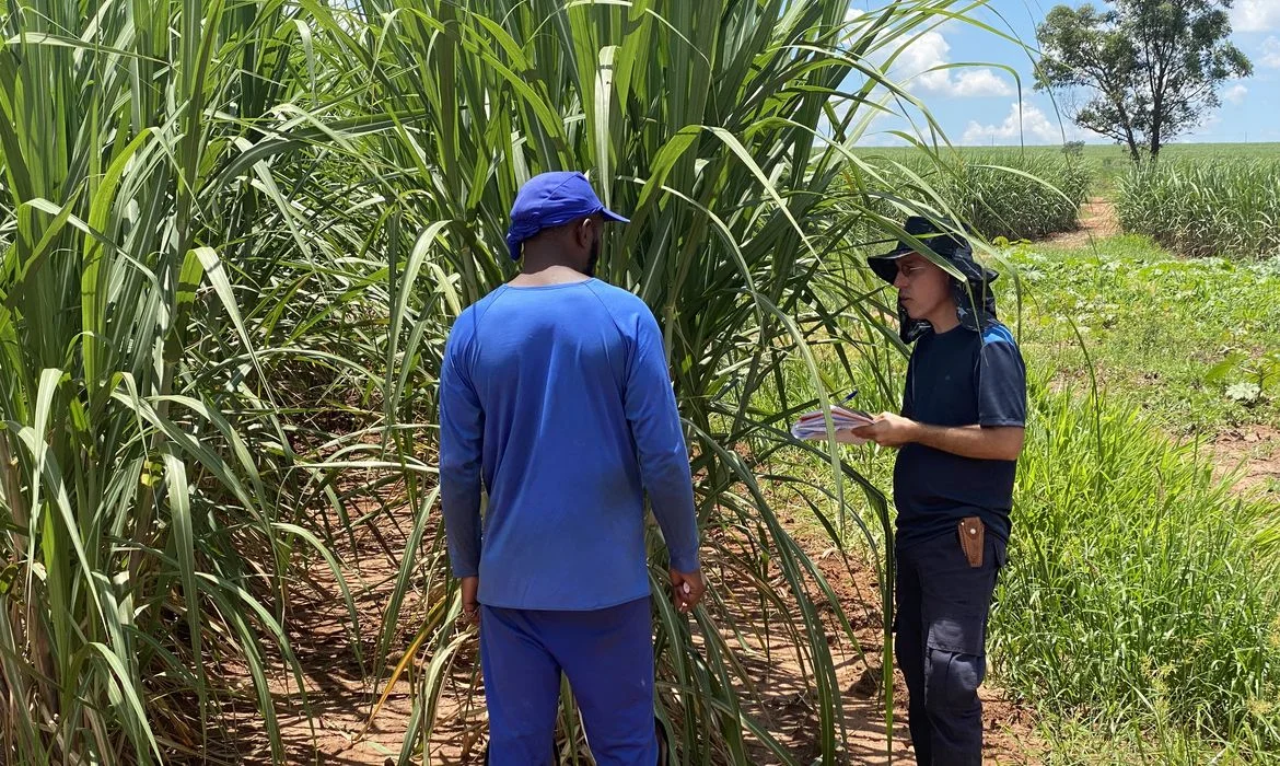 País registra quase 500 pessoas resgatadas em trabalho análogo à escravidão em agosto abc+