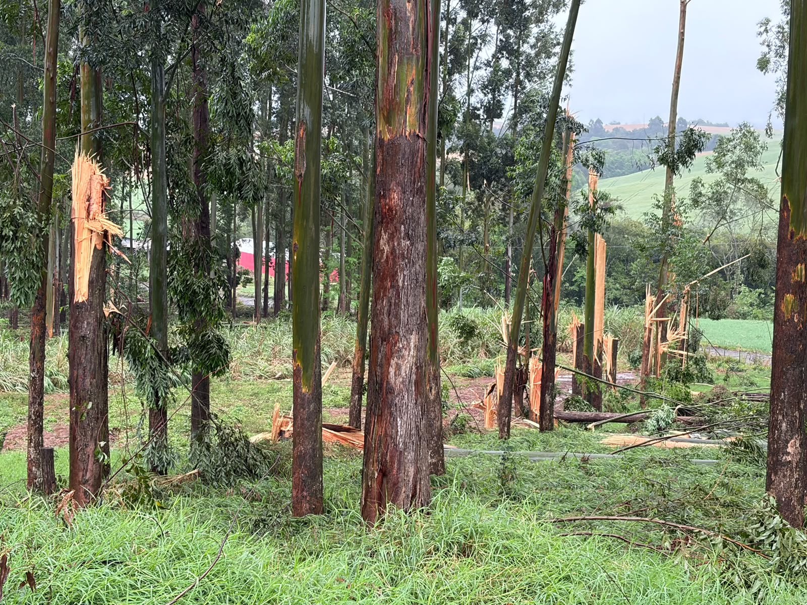 VÍDEO: tornado atinge plantação de eucaliptos e deixa rastro de destruição no Paraná G1