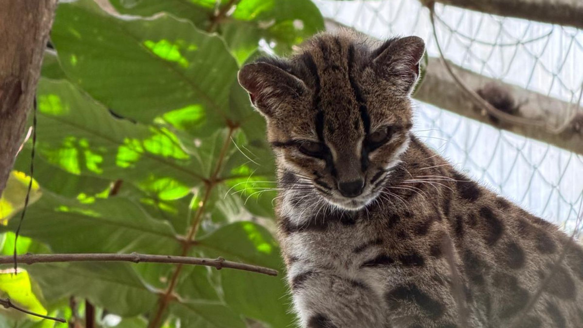 Professor brasileiro descobre espécie inédita de felino na Bolívia G1