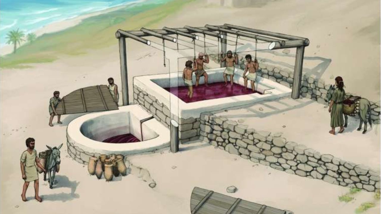 Sementes da Idade do Ferro revelam como nasceu a tradição do vinho ibérico - Aventuras na História
