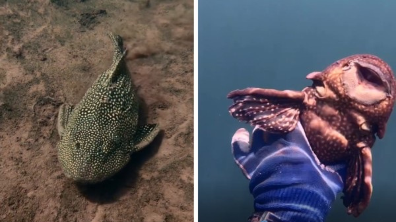 Peixe com aparência pré-histórica é registrado em Goiás - Aventuras na História