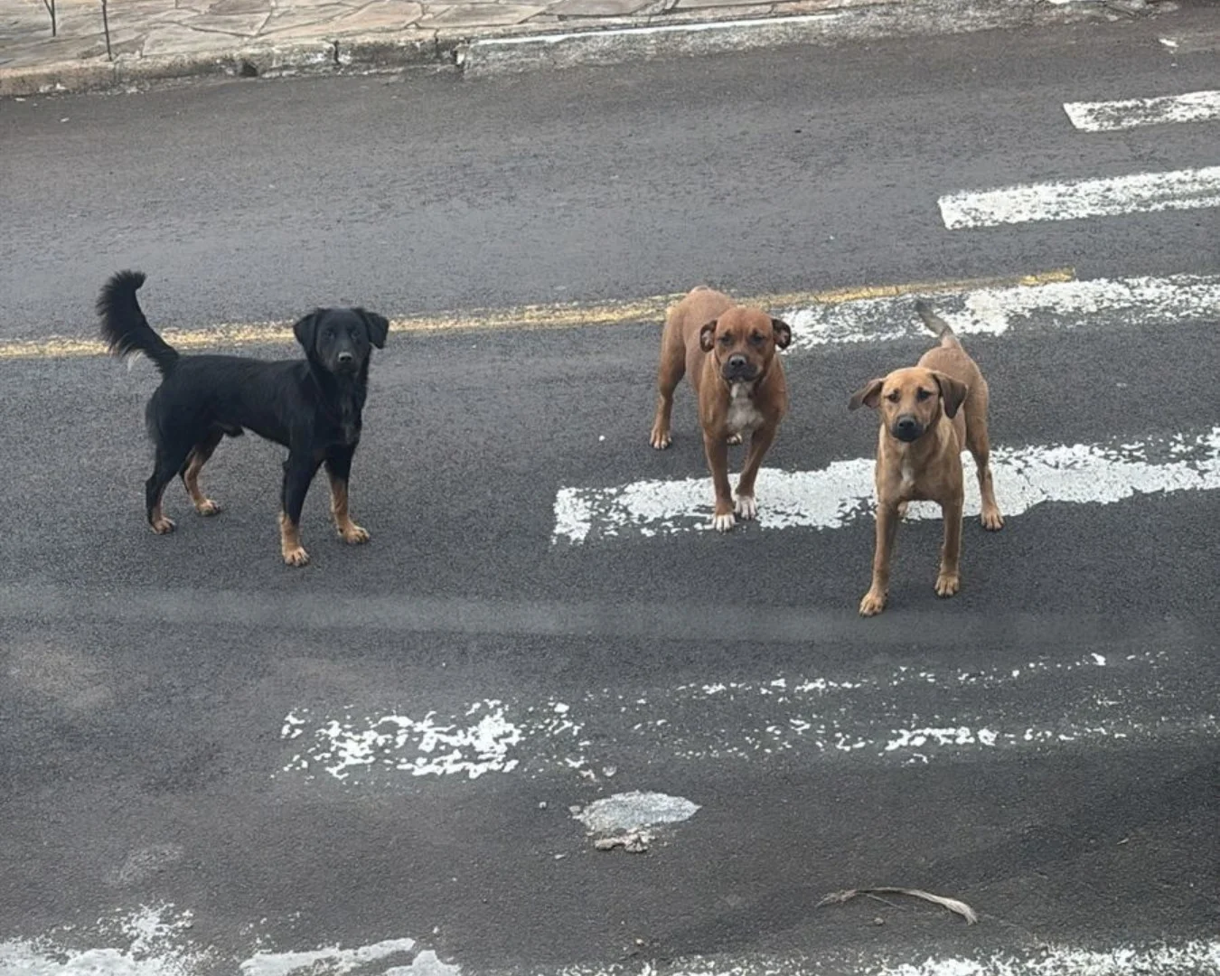 Duas crianças são atacadas por cães no bairro Scharlau, em São Leopoldo abc+