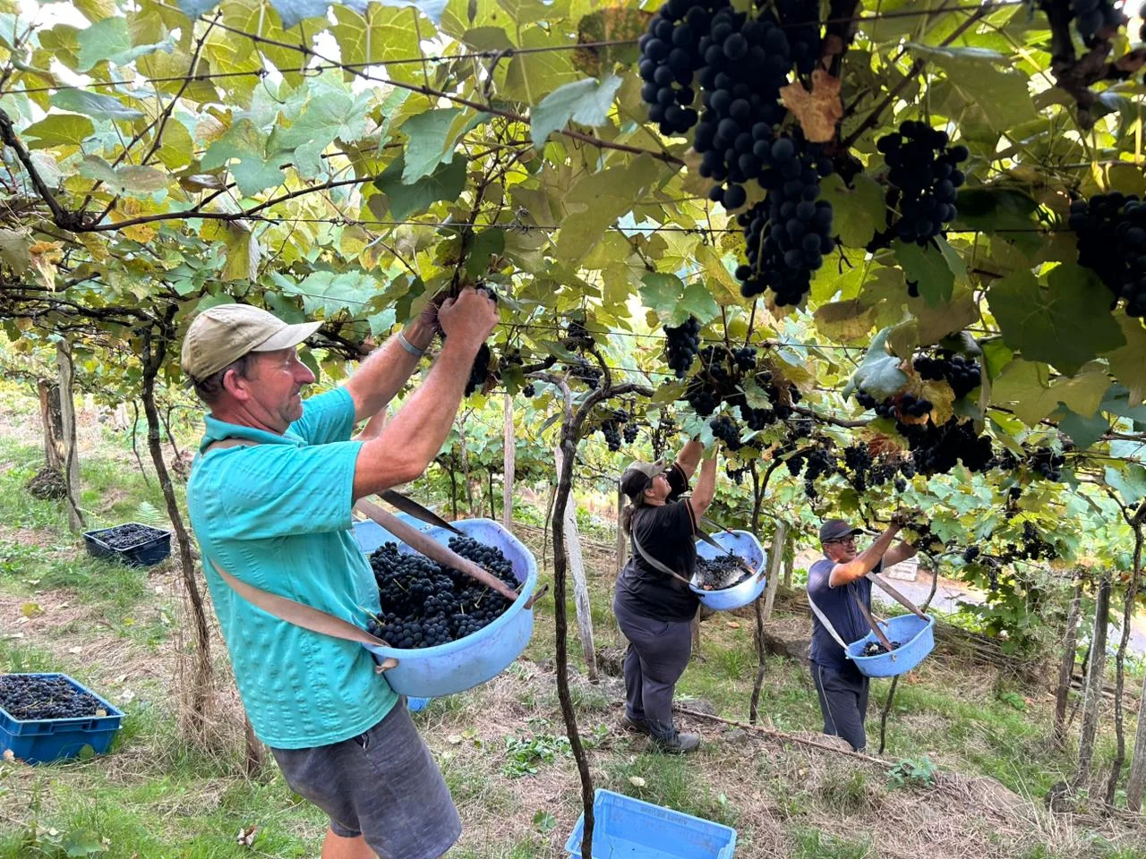Boa Esperança: terra da uva e dos vinhos artesanais em Rolante abc+