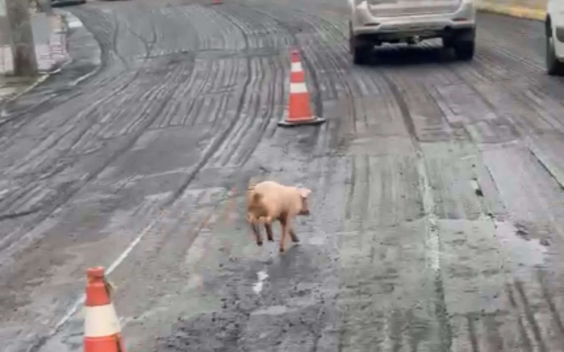 VÍDEO: Porquinho é flagrado passeando pelo Centro de Ivoti abc+