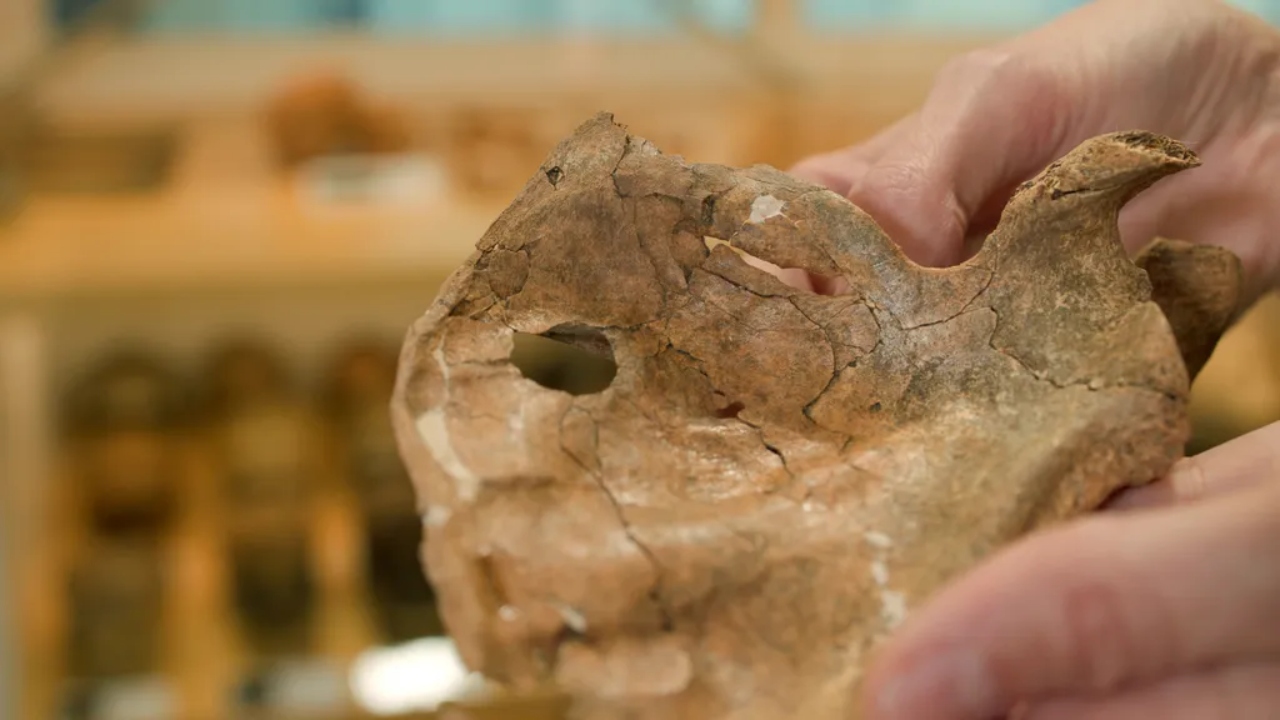 Fóssil revela Neandertal morto por lança de madeira há 75 mil anos - Aventuras na História