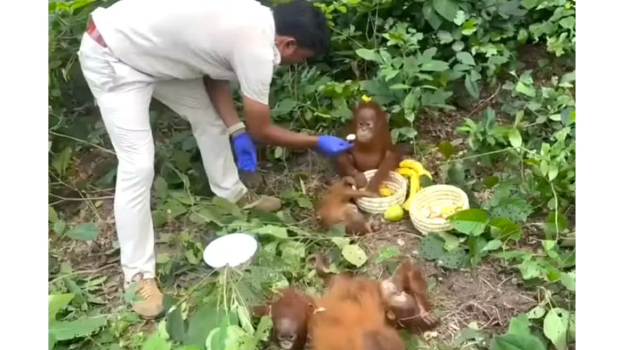 Cinco filhotes de orangotango são encontrados abandonados em floresta na Índia - Aventuras na História