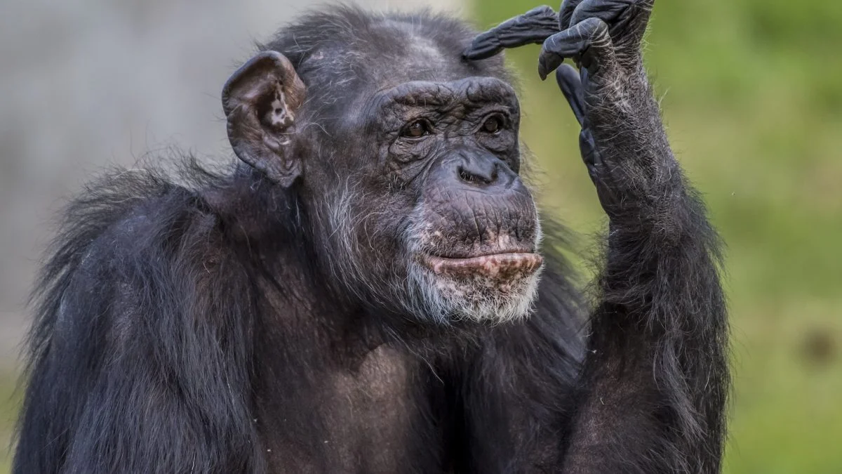 Hamilton Carvalho A política dos chimpanzés que afeta sua carreira
