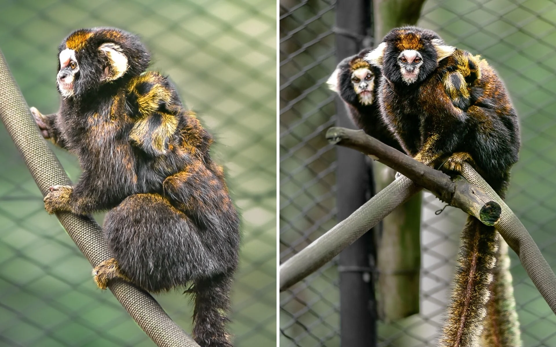 Zoo de Sapucaia do Sul celebra nascimento de filhotes de espécie de primata que está entre as mais ameaçadas do Brasil abc+