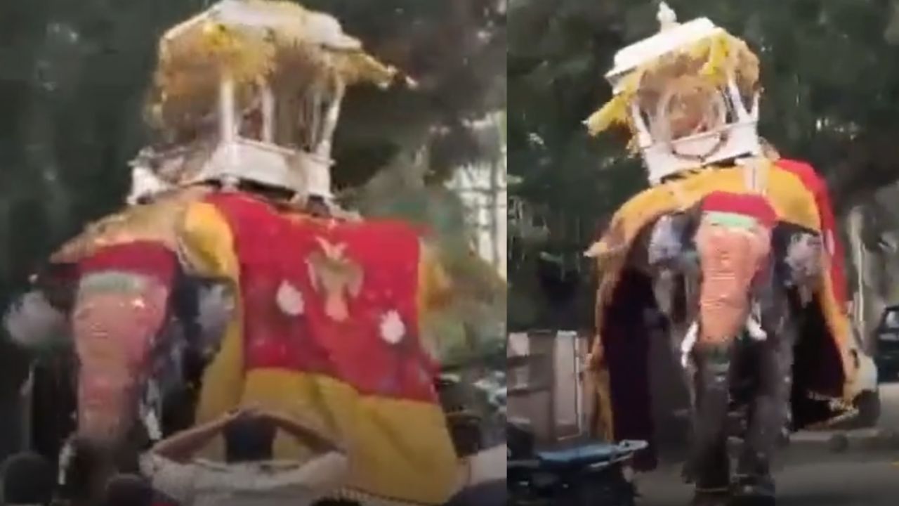 Elefante forçado a carregar santuário de 650 kg se revolta na Índia - Aventuras na História
