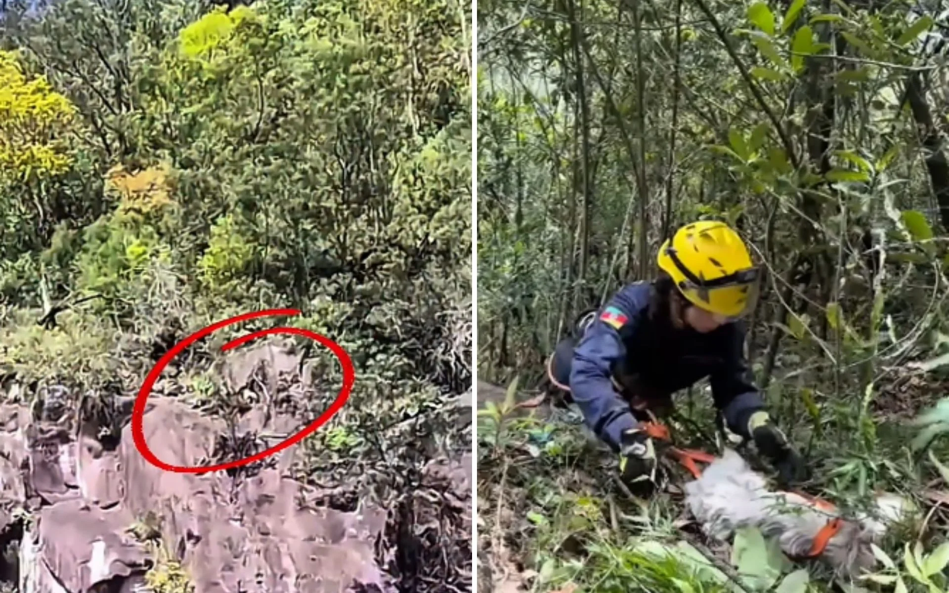 Pedido em forma de latido: Cão é salvo de penhasco de 50 metros em Gramado abc+