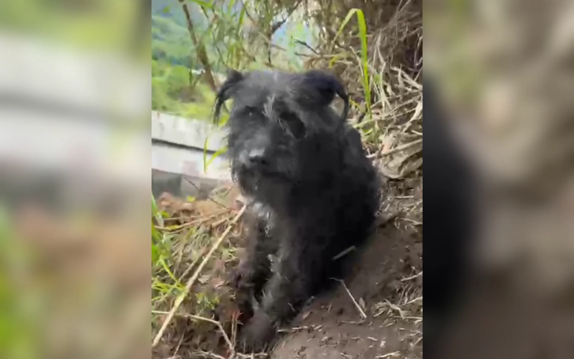 VÍDEO: Cachorros são resgatados de penhasco por bombeiros voluntários no Vale do Paranhana abc+