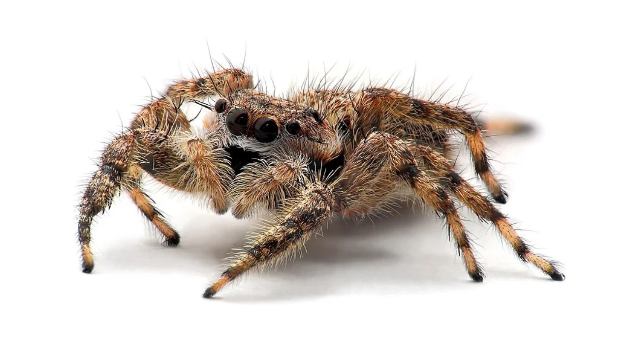 Aranhas podem sonhar Estudo encontra sinais de sono semelhantes aos dos humanos - Aventuras na História