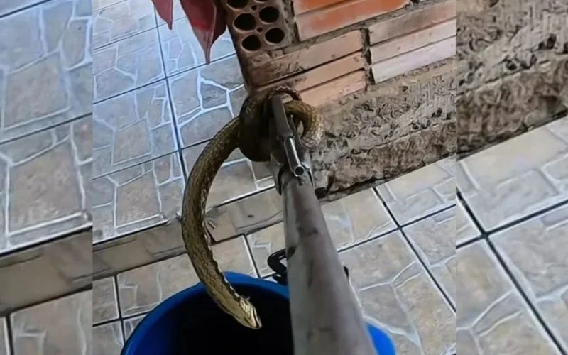 Cobra venenosa: Jararaca-cruzeira assusta moradores dentro de casa na região veja vídeo abc+