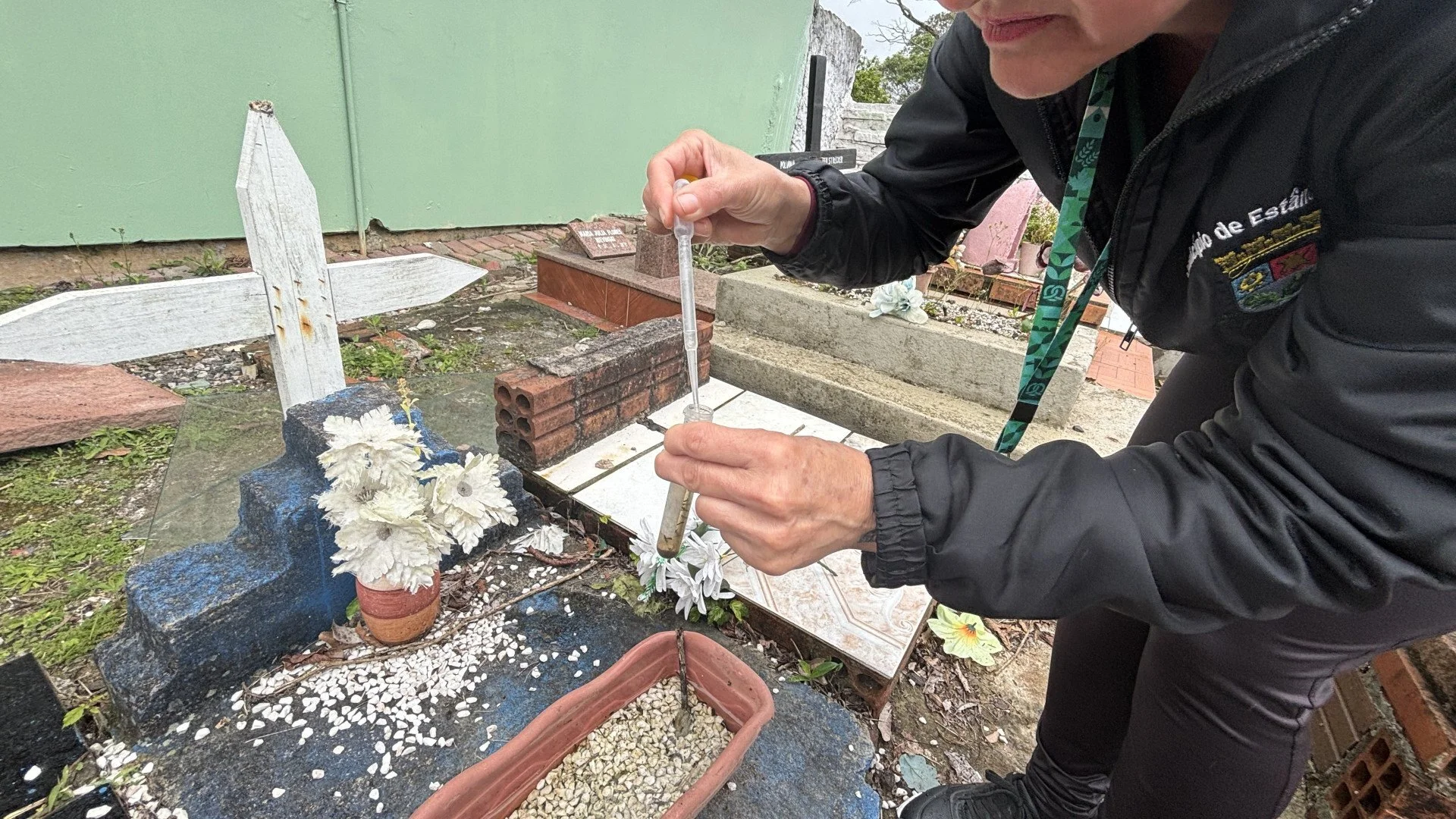 Dia de Finados: Flores nos túmulos podem favorecer a proliferação do mosquito da dengue veja cuidados abc+